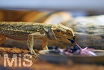 12.01.2021, Rammingen im Allgu, Heimtierhaltung im Wohnzimmer, Reptilien im heimischen Terrarium: Bartagame (Pogona)