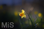 12.04.2021, Kurpark Bad Wrishofen im Unterallgu, Die Frhlingsblher in der Abendsonne, Narzissen (Narcissus) Osterglocken