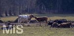 12.05.2021, Bad Wrishofen im Allgu,  Kuh und Klbchen auf einer Weide mit Mutterkuh-Haltung. 