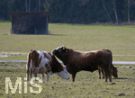 12.05.2021, Bad Wrishofen im Allgu,  Eine Kuh und der Stier friedlich vereint auf einer Weide mit Mutterkuh-Haltung. 