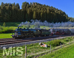 02.09.2021, Dampflok fhrt im Allgu bei Stiefenhofen an Kuhweiden vorbei.  Die Allguer Khe lassen sich jedoch nicht aus der Ruhe bringen, ...noch nicht einmal von einer schnaufenden historischen Schnellzuglokomotive 