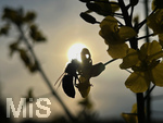 17.05.2022, Bad Wörishofen, blühender Raps (Brassiceae) auf einem Feld bei Dorschhausen im Unterallgäu.  Eine Biene auf der Blüte im gegenlicht