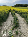 17.05.2022, Bad Wörishofen, blühender Raps (Brassiceae) auf einem Feld bei Dorschhausen im Unterallgäu.  Der Boden ist sehr trocken.