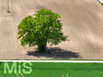 20.05.2022,  Bad Wörishofen, Luftbild, Trockene Felder bei Irsingen,  EIn Baum steht mitten auf dem Feld   