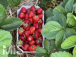 12.06.2020, Erdbeerfeld in Bad Wrishofen (Unterallgu), frische Erdbeeren vom Feld.