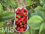 12.06.2020, Erdbeerfeld in Bad Wörishofen (Unterallgäu), frische Erdbeeren vom Feld.