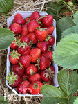 12.06.2020, Erdbeerfeld in Bad Wörishofen (Unterallgäu), frische Erdbeeren vom Feld.