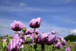08.06.2022,  Trkheim, Unterallgu,  Lila Mohnblten auf einem Mohn-Feld. 