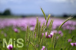 08.06.2022,  Trkheim, Unterallgu,  Lila Mohnblten auf einem Mohn-Feld. 