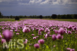 08.06.2022,  Trkheim, Unterallgu,  Lila Mohnblten auf einem Mohn-Feld. 