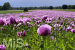 08.06.2022,  Trkheim, Unterallgu,  Lila Mohnblten auf einem Mohn-Feld. 