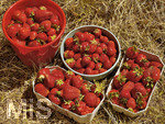 15.06.2020, Erdbeerfeld in Bad Wörishofen (Unterallgäu), frische Erdbeeren vom Feld. 