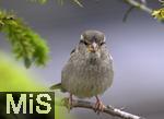 22.09.2022, Singvögel im heimischen Garten in Bad Wörishofen, ein Haussperling (Passer domesticus) auf einem Ast