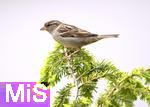22.09.2022, Singvögel im heimischen Garten in Bad Wörishofen, ein Haussperling (Passer domesticus) auf einem Ast