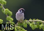 22.09.2022, Singvögel im heimischen Garten in Bad Wörishofen, Feldsperling (Passer montanus) auf einem Ast.