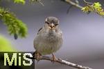 22.09.2022, Singvgel im heimischen Garten in Bad Wrishofen, ein Haussperling (Passer domesticus) auf einem Ast