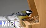 22.09.2022, Singvögel im heimischen Garten in Bad Wörishofen, Eine Kohlmeise (Parus major) am Futtertrog