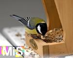 22.09.2022, Singvgel im heimischen Garten in Bad Wrishofen, Eine Kohlmeise (Parus major) am Futtertrog 