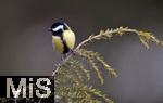 22.09.2022, Singvgel im heimischen Garten in Bad Wrishofen, Eine Kohlmeise (Parus major) an einem Ast.