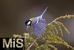 22.09.2022, Singvögel im heimischen Garten in Bad Wörishofen, Eine Kohlmeise (Parus major) fliegt von einem Ast weg.