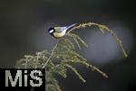 22.09.2022, Singvögel im heimischen Garten in Bad Wörishofen, Eine Kohlmeise (Parus major) an einem Ast.