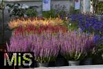 23.09.2022, Gartencenter Gilg Buchloe im Unterallgu,  Eine herbstliche Blumenpracht steht fr die Kunden zum Verkauf bereit. Verschiedenfarbiges Heidekraut (Ericaceae) wird in Tpfen angeboten.
