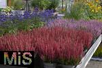 23.09.2022, Gartencenter Gilg Buchloe im Unterallgäu,  Eine herbstliche Blumenpracht steht für die Kunden zum Verkauf bereit. Verschiedenfarbiges Heidekraut (Ericaceae) wird in Töpfen angeboten.