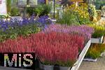 23.09.2022, Gartencenter Gilg Buchloe im Unterallgu,  Eine herbstliche Blumenpracht steht fr die Kunden zum Verkauf bereit. Verschiedenfarbiges Heidekraut (Ericaceae) wird in Tpfen angeboten.
