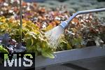 23.09.2022, Gartencenter Gilg Buchloe im Unterallgu,  Die Blumen in den Tpfen mssen regelmssig gewssert werden.
