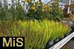 23.09.2022, Gartencenter Gilg Buchloe im Unterallgu,  Eine herbstliche Blumenpracht steht fr die Kunden zum Verkauf bereit. Verschiedenfarbiges Heidekraut (Ericaceae) wird in Tpfen angeboten.
