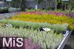 23.09.2022, Gartencenter Gilg Buchloe im Unterallgu,  Eine herbstliche Blumenpracht steht fr die Kunden zum Verkauf bereit. Verschiedenfarbiges Heidekraut (Ericaceae) wird in Tpfen angeboten.
