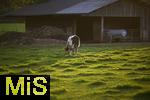 23.09.2022,   Bad Wörishofen im Unterallgäu: Abendlicht streift eine grasende Kuh auf dem Feld.
