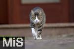 23.09.2022,  In einem Haus in Bad Wörishofen im Unterallgäu: EIne Katze als Haustier geht mit finsterer Mine auf die Pirsch
