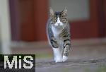 23.09.2022,  In einem Haus in Bad Wörishofen im Unterallgäu: EIne Katze als Haustier geht mit finsterer Mine auf die Pirsch
