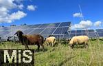 27.09.2022, Solarpark mit den PV-Modulen in Mindelheim im Unterallgäu,  Schafe weiden vor den Modulen.