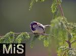 22.05.2022, Singvögel im heimischen Garten in Bad Wörishofen, Junge Haussperlinge (Passer domesticus)