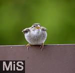 22.05.2022, Singvögel im heimischen Garten in Bad Wörishofen, ein junger Haussperling (Passer domesticus) auf dem Balkon.