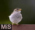 22.05.2022, Singvögel im heimischen Garten in Bad Wörishofen, ein junger Haussperling (Passer domesticus) auf dem Balkon.