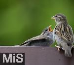22.05.2022, Singvögel im heimischen Garten in Bad Wörishofen, junge Haussperlinge (Passer domesticus) auf dem Balkon.