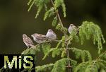 22.05.2022, Singvögel im heimischen Garten in Bad Wörishofen, Junge Haussperlinge (Passer domesticus) mit den Eltern auf dem Ast. 