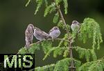 22.05.2022, Singvögel im heimischen Garten in Bad Wörishofen, Junge Haussperlinge (Passer domesticus) mit den Eltern auf dem Ast. Ein Jungvogel wird gerade vom Altvogel gefüttert. 