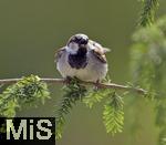 22.05.2022, Singvögel im heimischen Garten in Bad Wörishofen, Junge Haussperlinge (Passer domesticus)