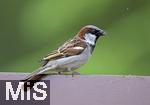 22.05.2022, Singvögel im heimischen Garten in Bad Wörishofen, ein Haussperling (Passer domesticus) auf dem Balkon.