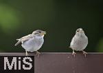22.05.2022, Singvögel im heimischen Garten in Bad Wörishofen, junge Haussperlinge (Passer domesticus) auf dem Balkon.