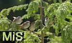 22.05.2022, Singvögel im heimischen Garten in Bad Wörishofen, Junge und alte Haussperlinge (Passer domesticus) auf einem Baum.
