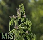 22.05.2022, Singvögel im heimischen Garten in Bad Wörishofen, Junge und alte Haussperlinge (Passer domesticus) auf einem Baum.