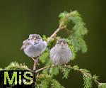22.05.2022, Singvögel im heimischen Garten in Bad Wörishofen, Junge Haussperlinge (Passer domesticus) auf dem Ast. 