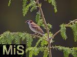 22.05.2022, Singvögel im heimischen Garten in Bad Wörishofen, Haussperling (Passer domesticus) auf einem Baum.