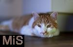 23.11.2022,  In einem Haus in Bad Wörishofen im Unterallgäu: EIne Katze als Haustier  