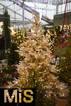 25.11.2022, Weihnachtsauslage in einer Gärtnerei in Buchloe (Bayern), Advent-Stimmung im Verkaufsraum. Baumschmuck aus LED-Lichtern und künstlichem Schnee.